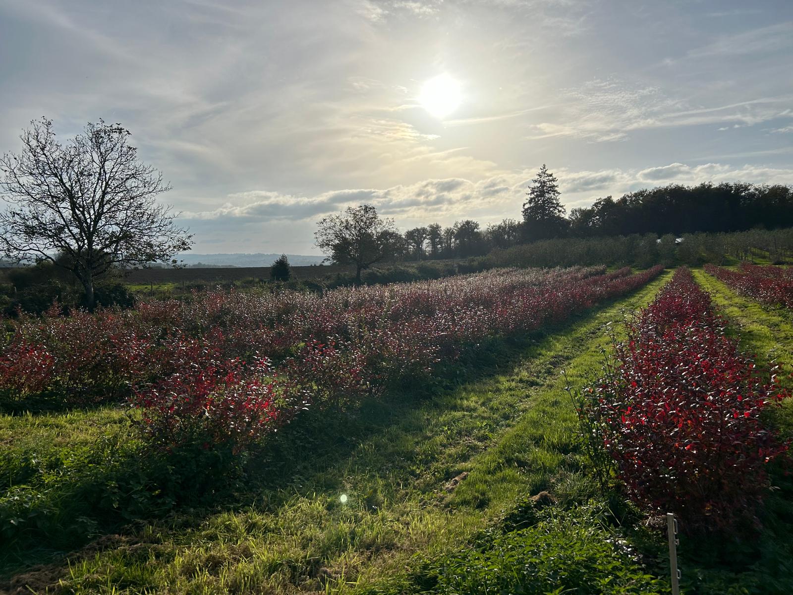 Rangées de myrtilliers aux feuilles rouges dans le verger de Chabaud, à la lumière du soir